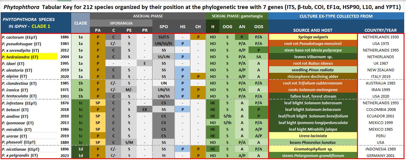    Phytophthora  spp. in subclade 1a:  Morphological Tabular key (PDF) and Tabular key legends (PDF) in IDphy2 KEY SECTION. Notice the data of   P. hedraiandra  Ex-type CBS 111725 = Samp;T BL 4 . Gloria Abad, USDA Samp;T.
